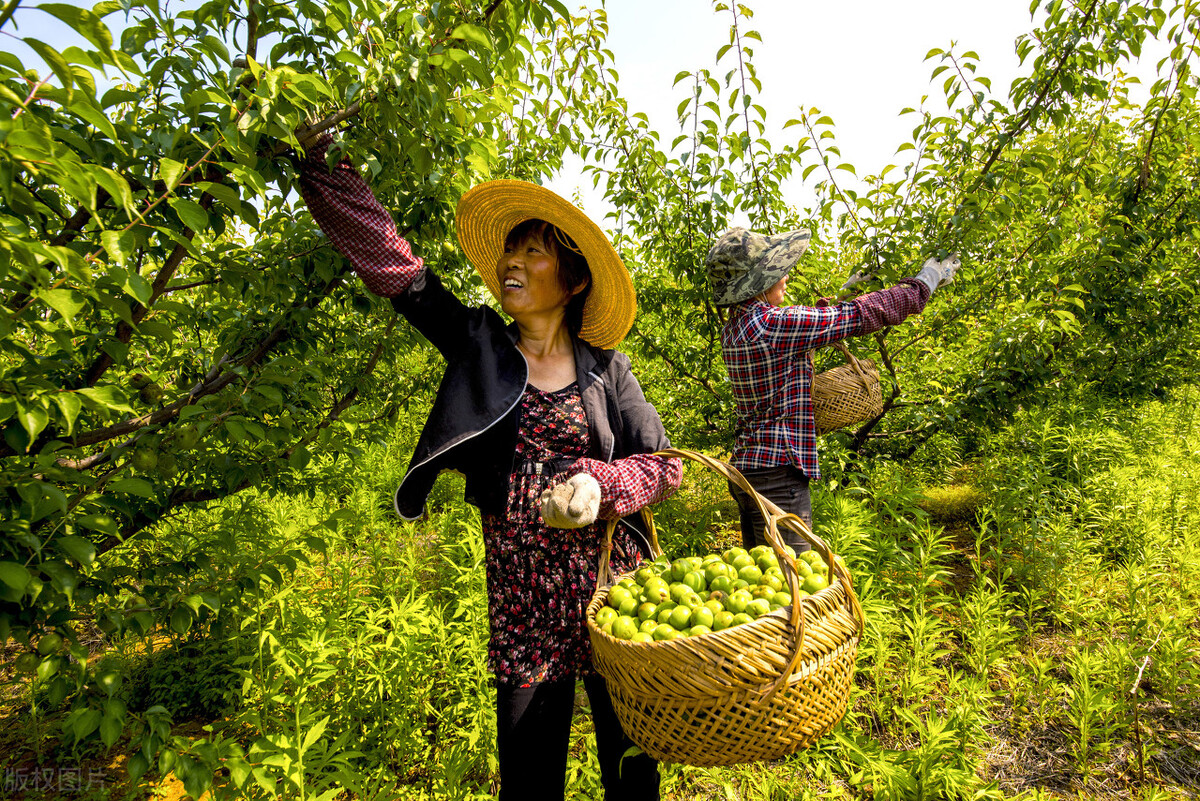 青梅10块钱一斤,青梅现在卖多少钱一斤