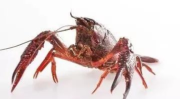 小龙虾的养殖技术和病害,小龙虾养殖相关资讯