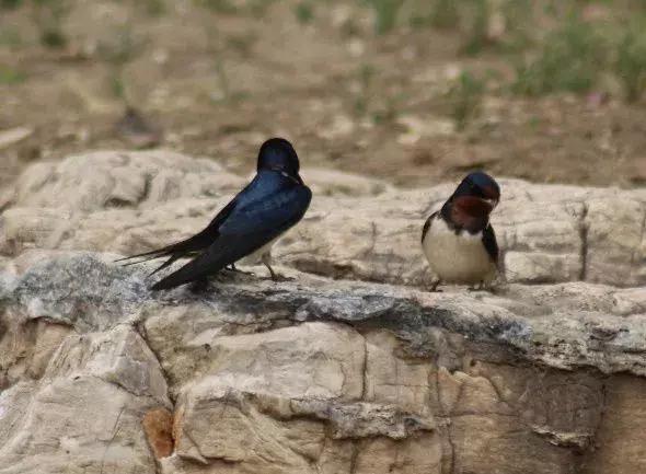 北方常见鸟类大全图片及名称,南大常见的鸟类有哪些