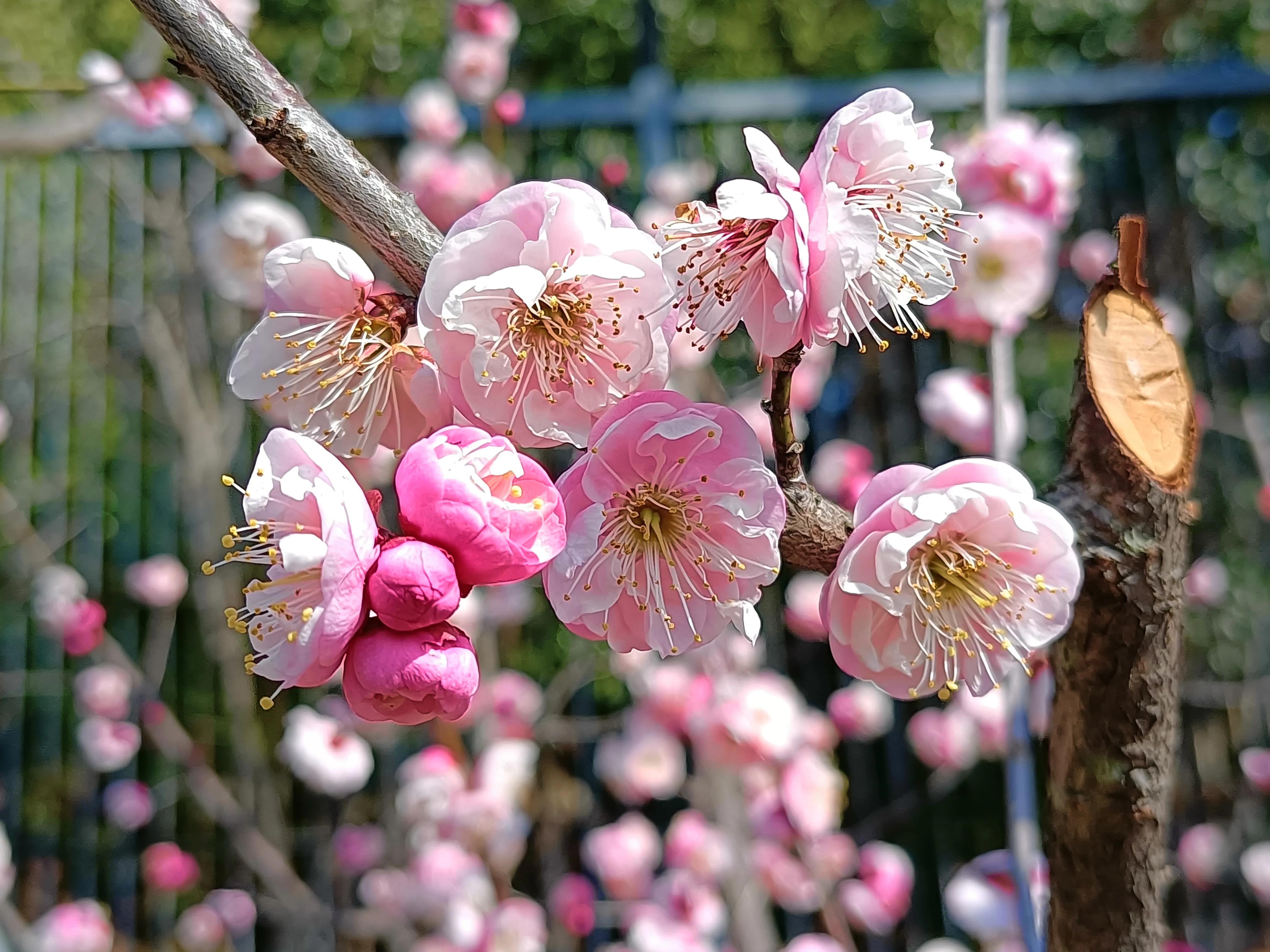 上方山森林公园作文,上方山森林公园动物世界