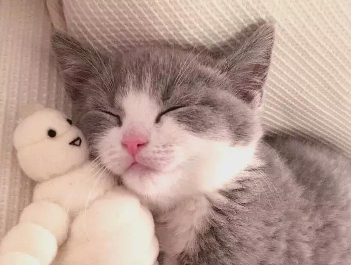 猫咪怀孕怎么去医院检查,猫咪怀孕怎么才知道