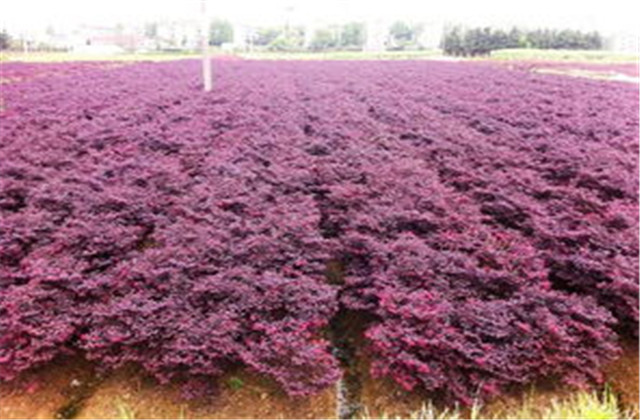 红檵木有多少种品种,红檵木优点缺点