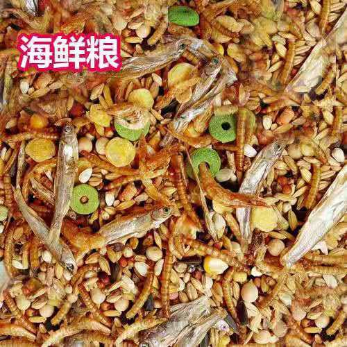 养仓鼠的必备品,养仓鼠的必备品有什么