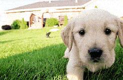 为啥金毛性格温顺,金毛的优缺点及性格介绍