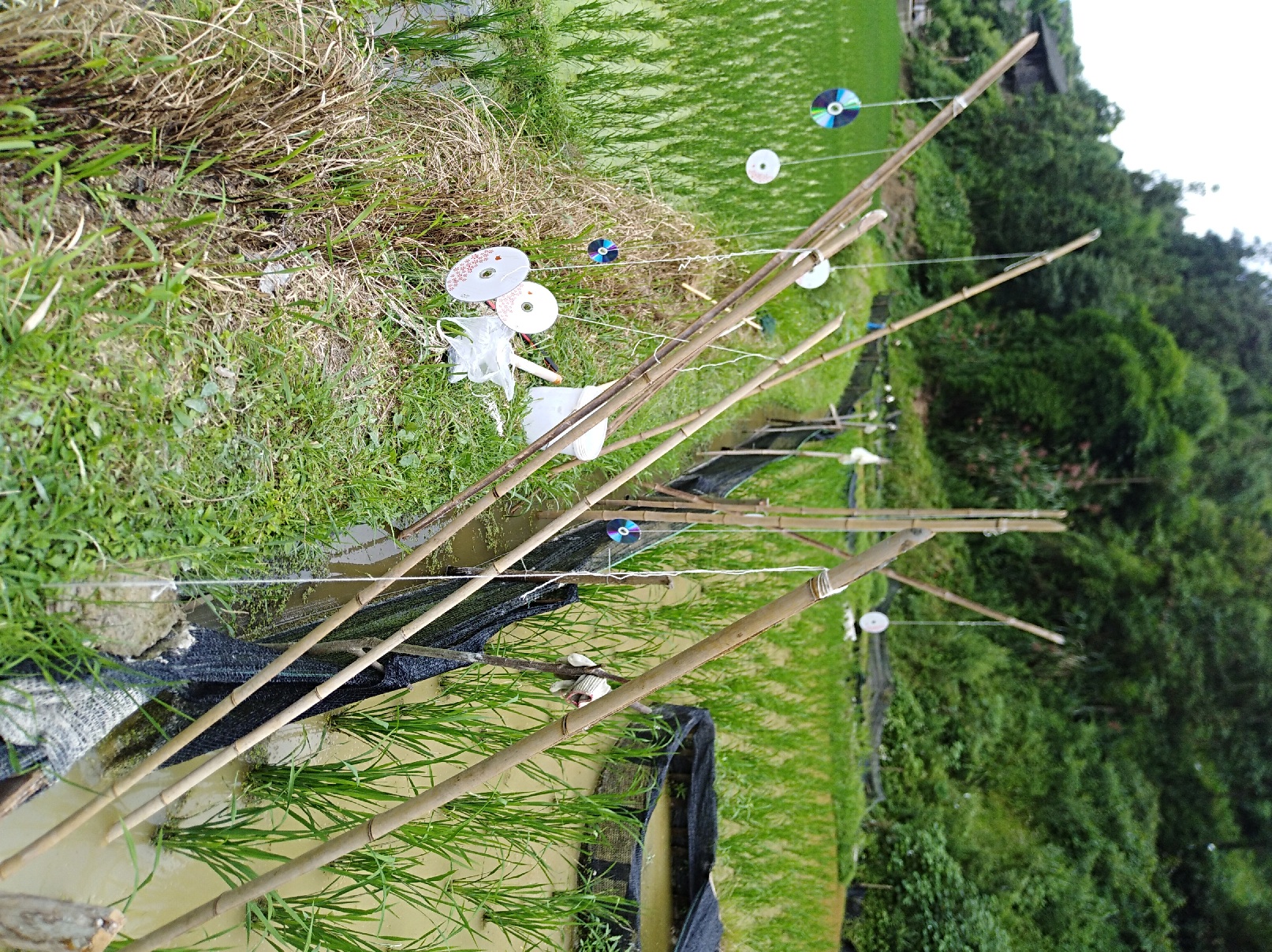 稻田驱鸟神器制作方法,稻田赶鸟神器视频大全
