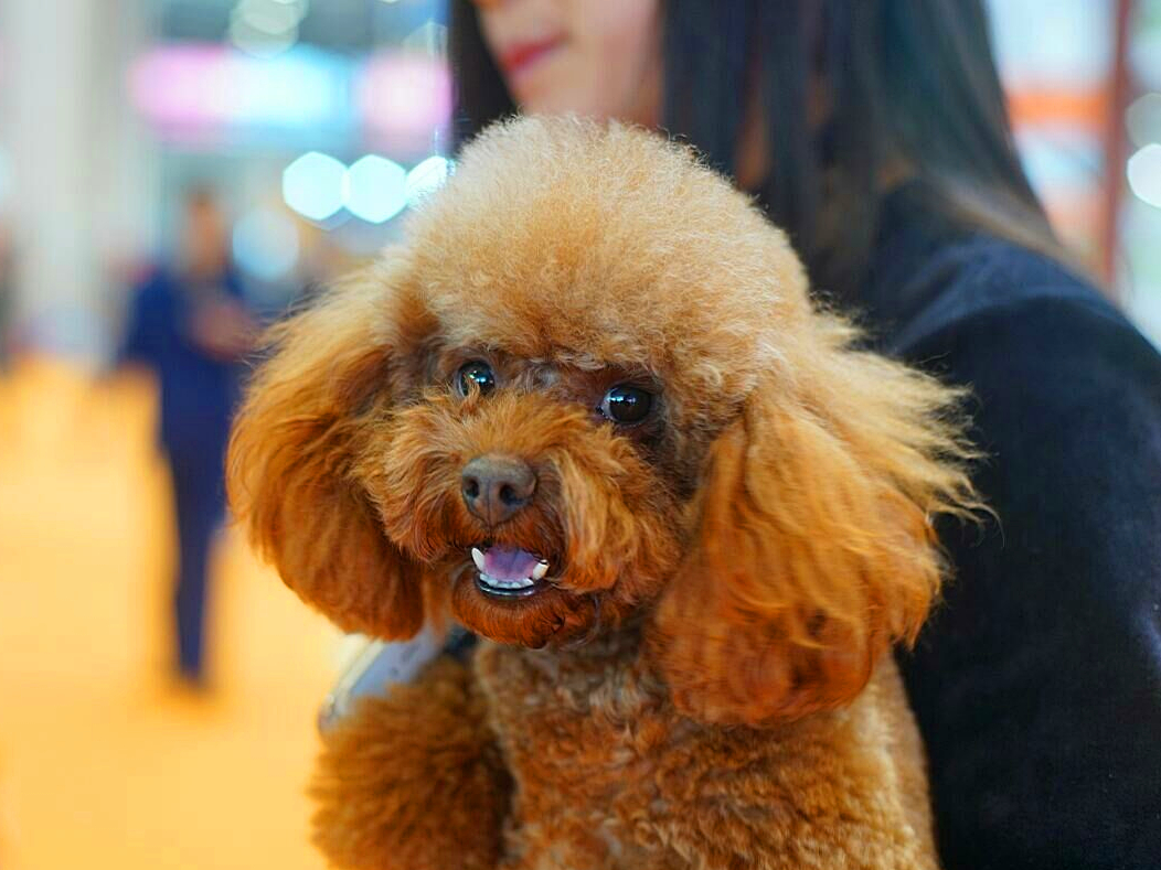 泰迪出现护食怎么办,泰迪常见问题及解决方案