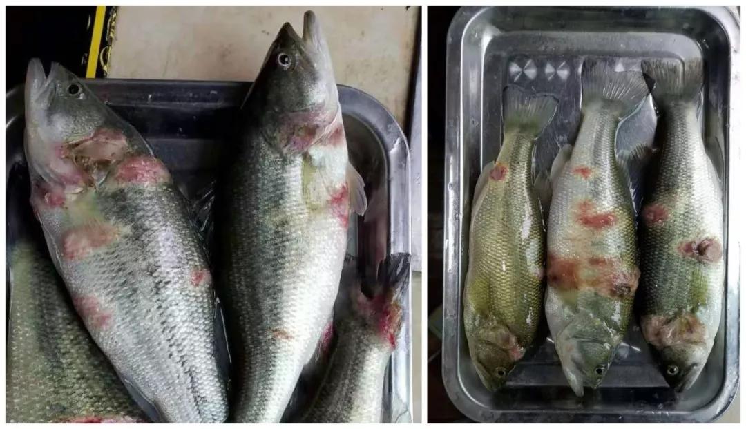 鱼类水霉病,春季鱼类水霉病症状