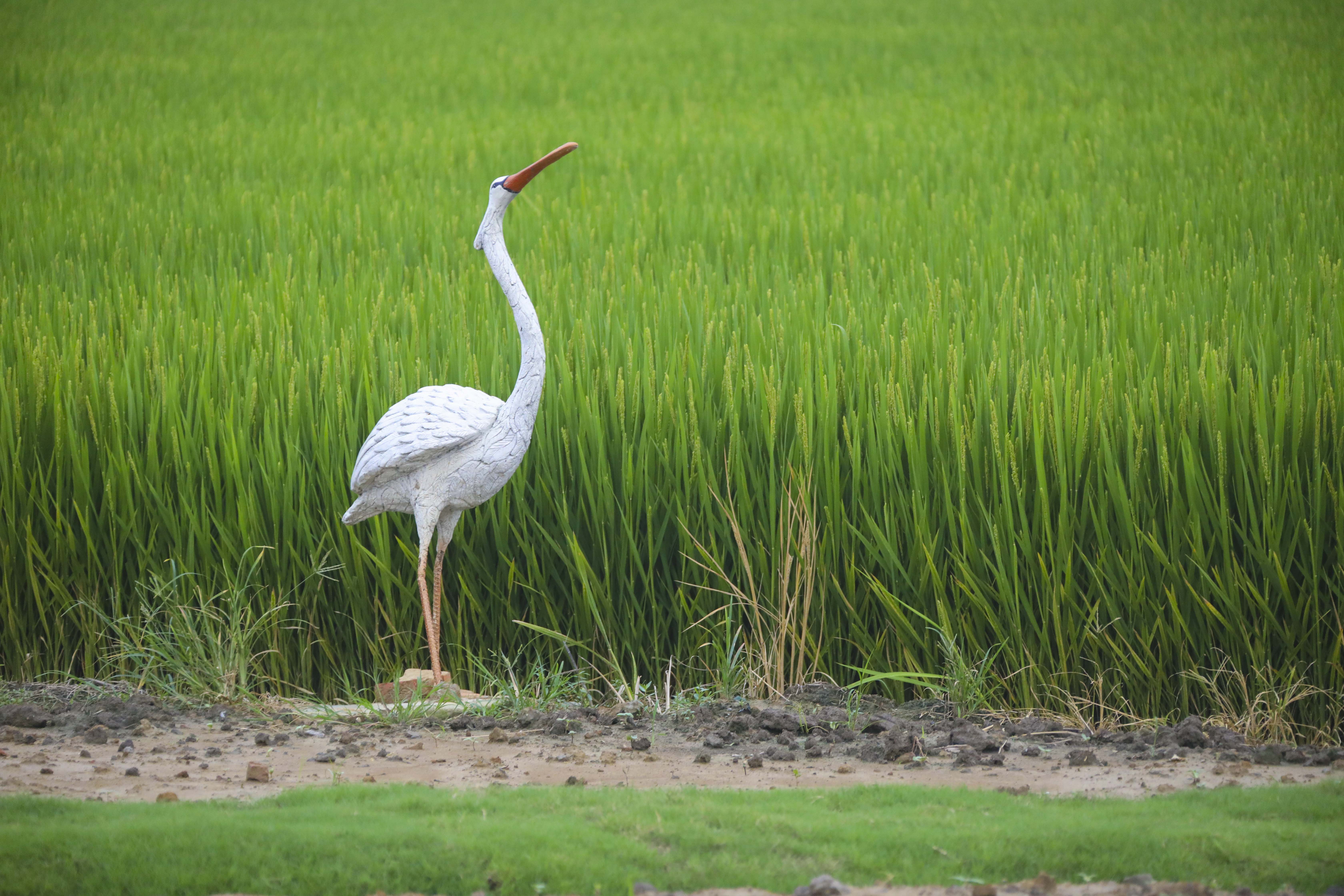 良田沃野蝶飞蜂拥，溧阳网红庆丰村的C位出道之路，果然迷人诱人