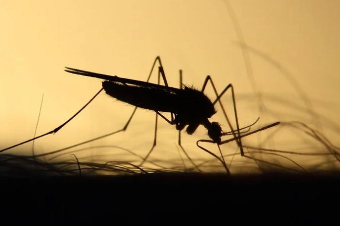 靠谱的驱蚊方法,哪些驱蚊方法比较靠谱