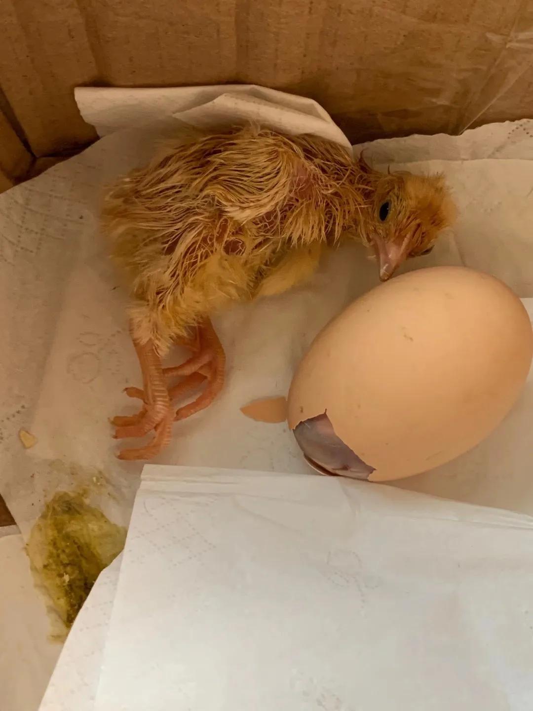 上海吃毛鸡蛋,吃毛蛋吃出活鸡