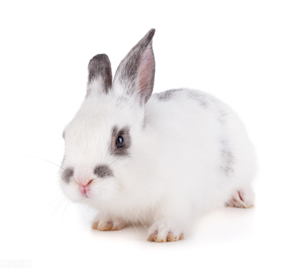 兔子眼屎太多睁不开眼,兔子一边眼睛有眼屎