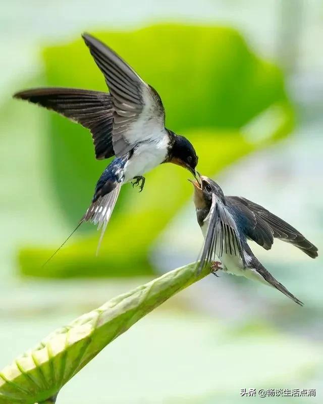两鸟进家门寓意着什么,哪种鸟吉祥哪种鸟不吉祥