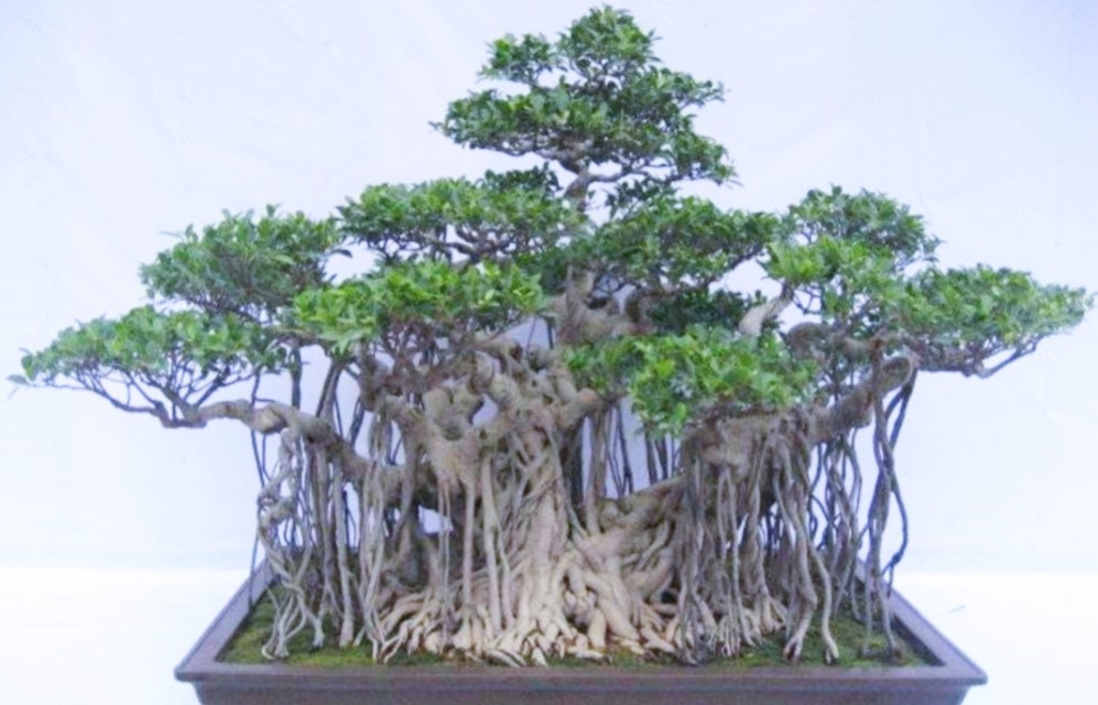 小根榕树盆景制作,榕树怎么盘根好看