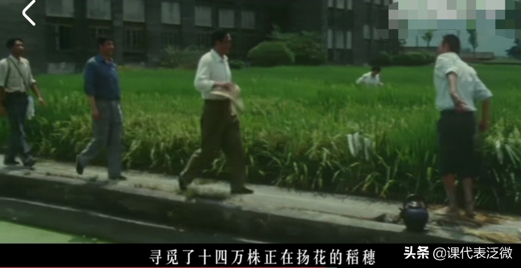 你不知道的袁隆平：浪里白条、预备飞行员、油炸鬼、臭水沟捞宝贝