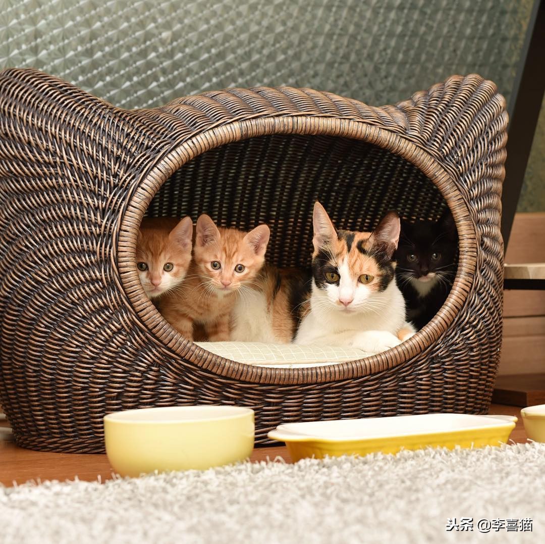 猫咪多大可以吃化毛膏和营养膏,猫咪营养化毛膏