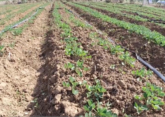 花生刚种下就下大雨影响出芽率吗,花生雨前播好还是雨后播种好