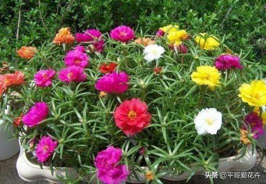 教师节给老师送什么花,教师节快要到了送给老师什么花了