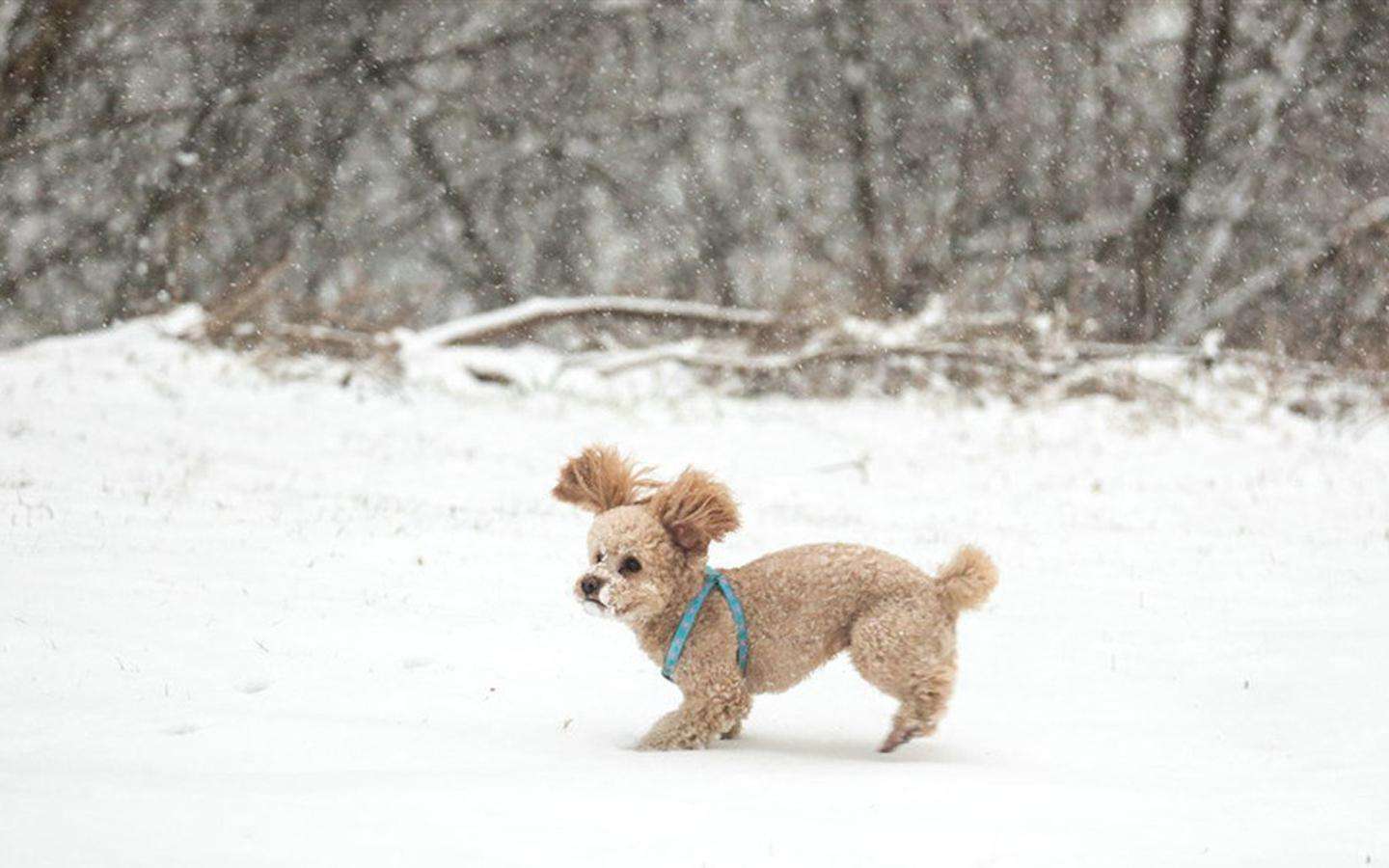 狗狗不停啃jio的八个原因！