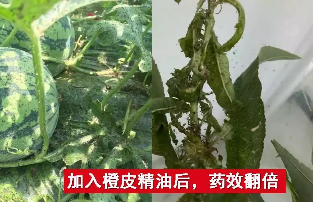 有机硅与橙皮精油,有机硅助剂和橙皮精油