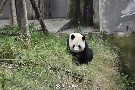 熊猫儿本人照片,熊猫儿图片