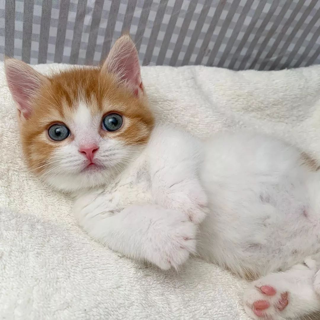 小奶猫成精睡姿萌化,一只成精的猫咪这睡姿太可怕了