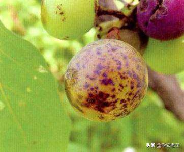 葡萄长黑斑怎么治,葡萄褐色斑点是什么病