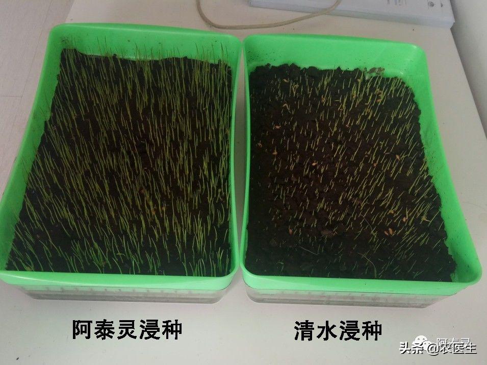 水稻苗床最怕的一种病害立枯病,水稻育秧病害防治