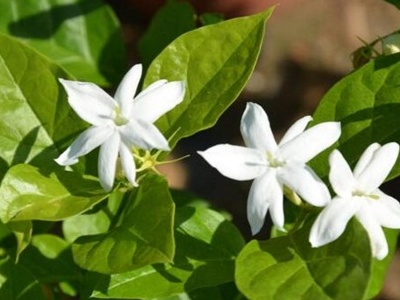 茉莉的叶子干卷了怎么办?