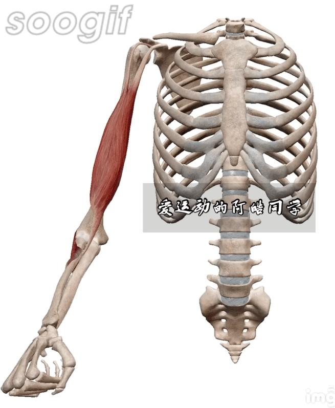 麒麟臂怎么练才能更明显,麒麟臂怎么练才是最快的