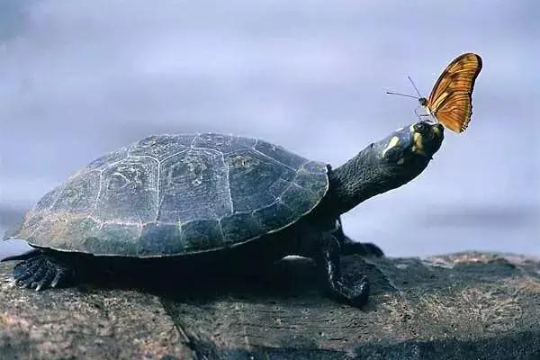 家庭水族箱热带鱼和黄头侧颈龟龟混养之入门指南