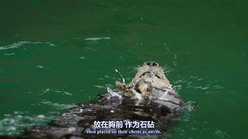 豆瓣9.8分悬疑大片,窥探电视剧豆瓣评分