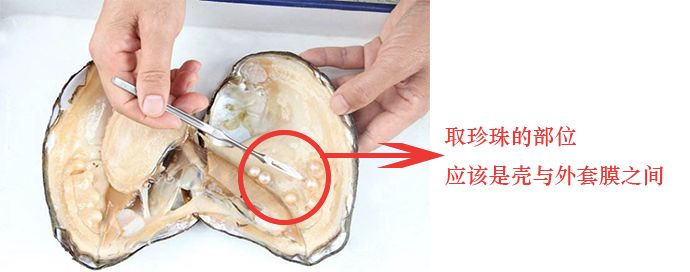 淘宝直播间赌石骗局揭秘,解密淘宝