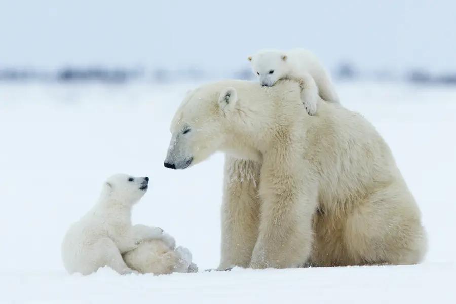 北极熊加绒保暖衣,冬季保暖衣推荐加绒北极绒