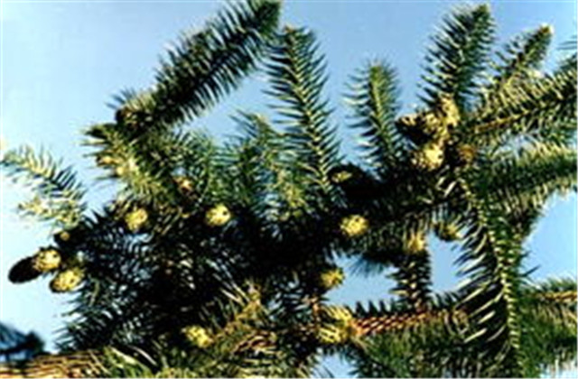 杉木栽植技术要点有哪些,杉木种植方法与技术