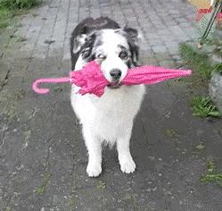 关于狗狗的10个“冷知识”，很多铲屎官都不知道