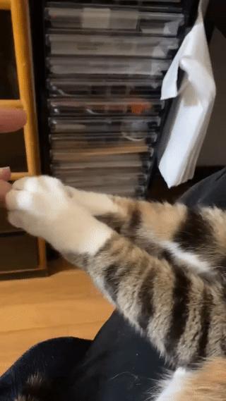 俄罗斯猫敢惹吗,俄罗斯猫有多凶猛