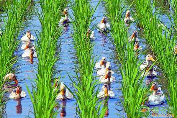 农村创业需要注意哪些事项,种植创业注意事项