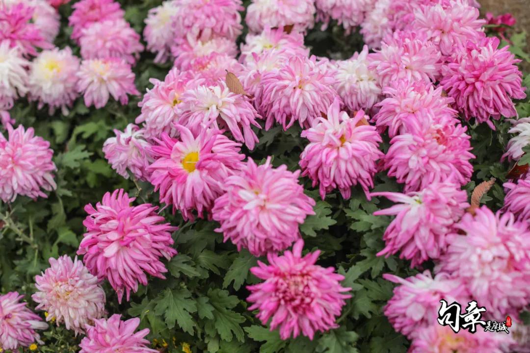 兴化千垛菊花海,广州海心沙菊花海