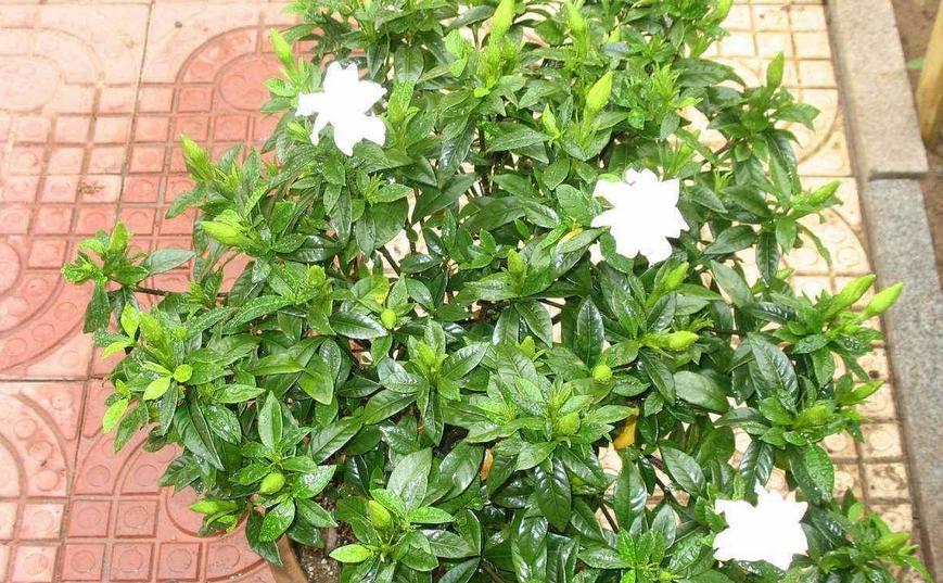 栀子花叶子耷拉发蔫怎么回事,栀子花的叶子发蔫要怎么解救