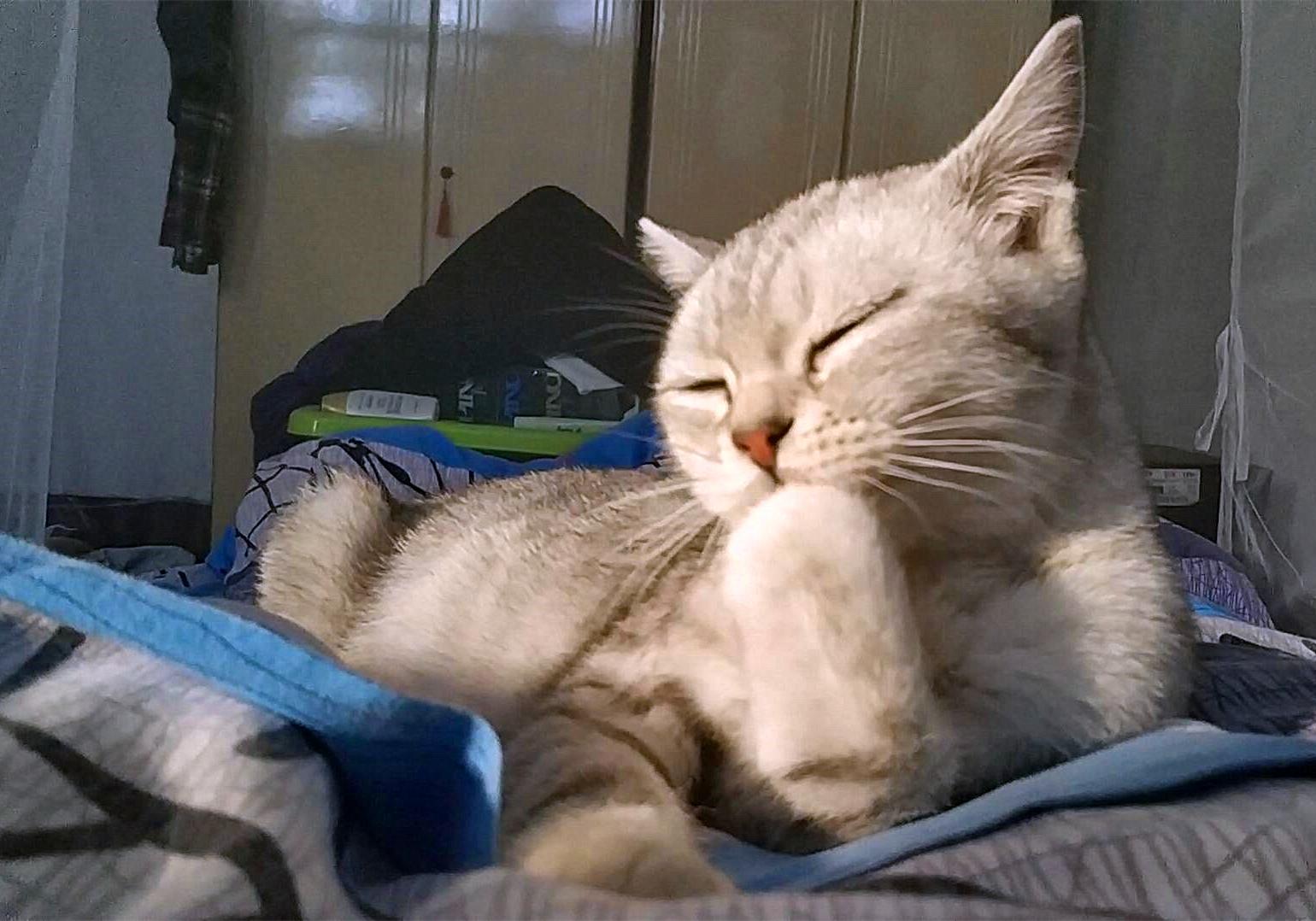 特殊时期如何做好宠物清洁工作？这两点最重要，但仍需注意安全