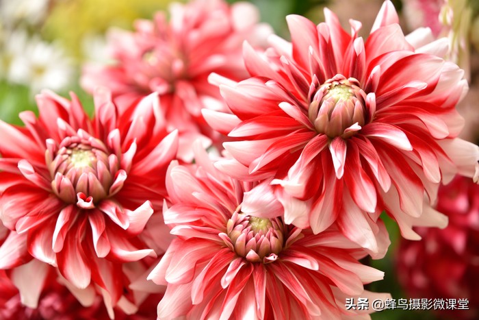 腾龙最好的人像变焦镜头,腾龙新镜头拍摄