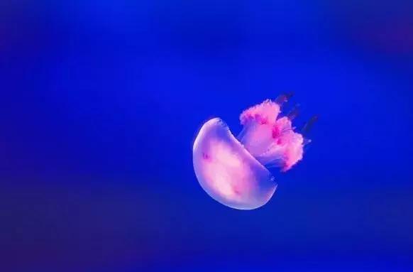 教你一招游泳省力方法,游泳技巧怎样游得快