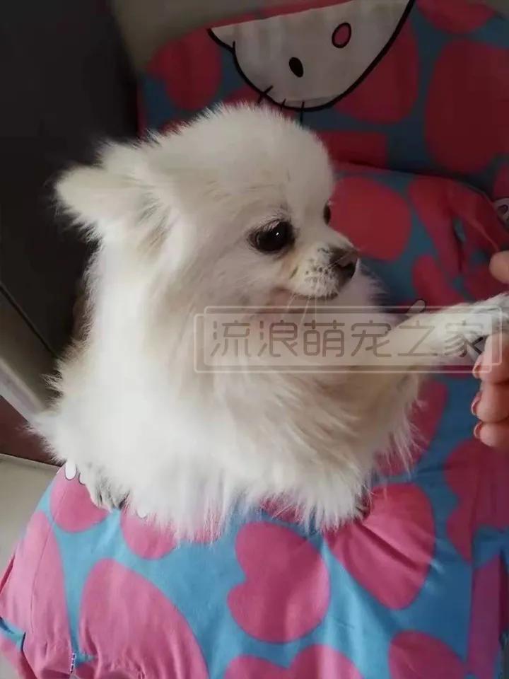 繁殖犬悲惨的下场,一只繁殖犬的悲惨生活