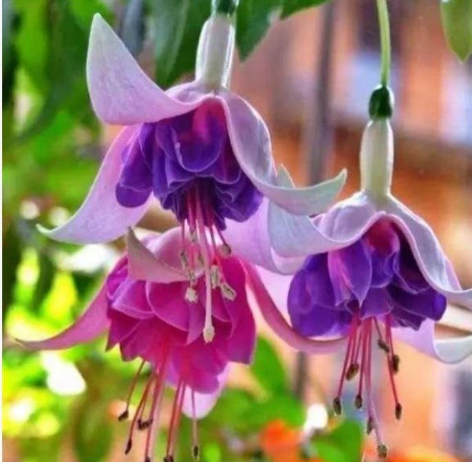 好养一年四季都可以开花的花,三种漂亮又好养的花