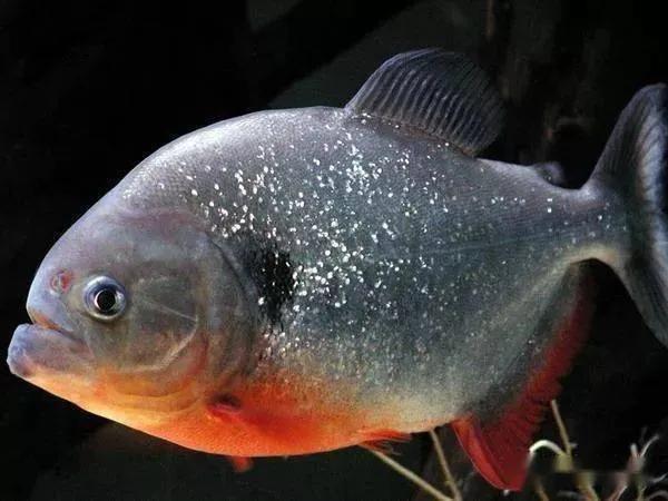 被食人鱼攻击怎么办,如果你被食人鱼攻击怎么办