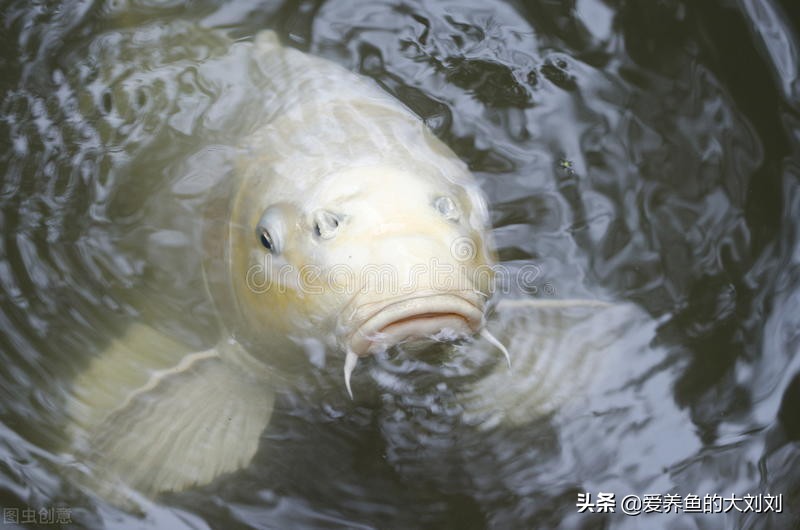 属龙属狗属马属虎养鱼养几条为宜,在院子水缸里养鱼适合养几条