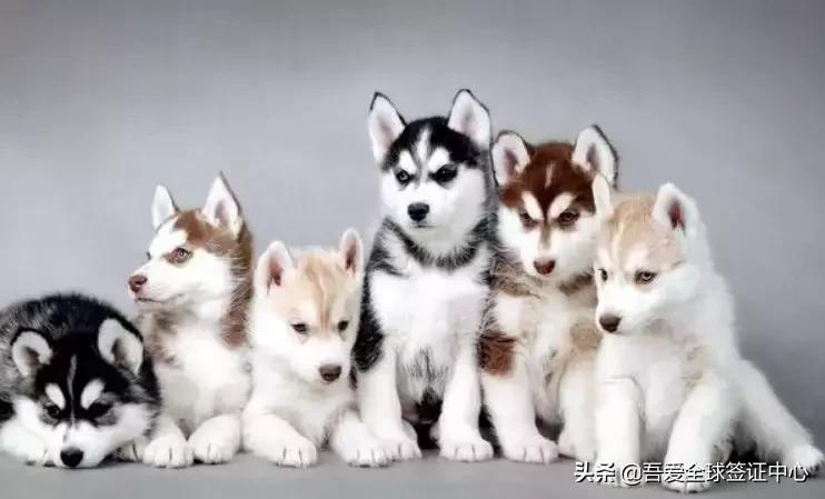 澳洲带烟入境被罚经历,顶风作案偷渡