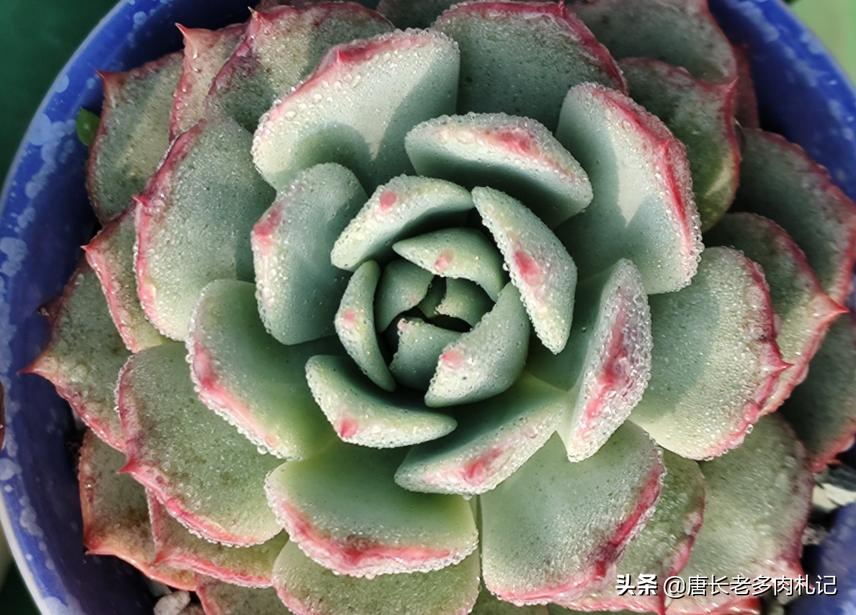 想要多肉多爆侧芽怎么办,想要多肉长得快怎么办