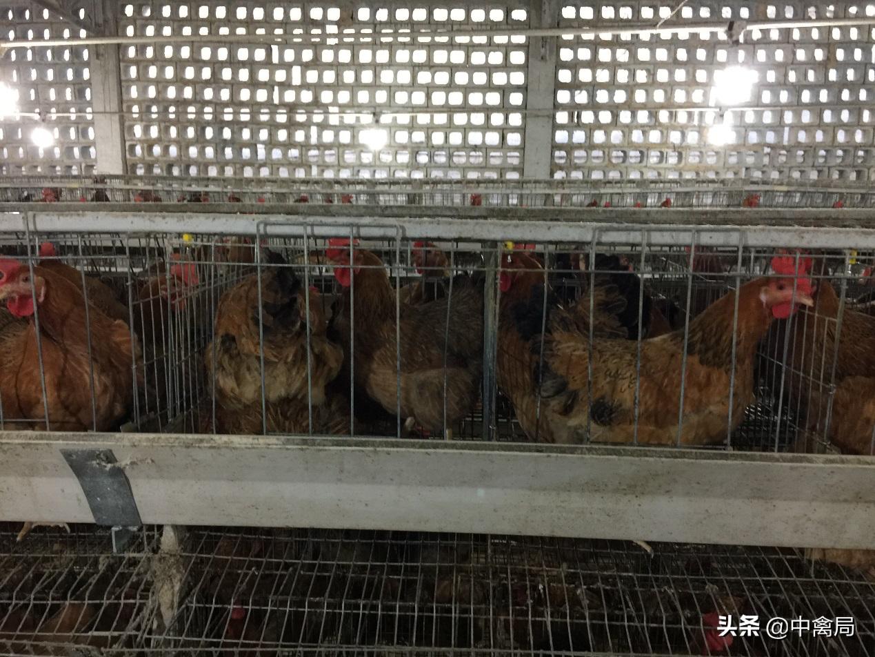 鸡虱子咬人的症状,鸡得了虱子怎么办