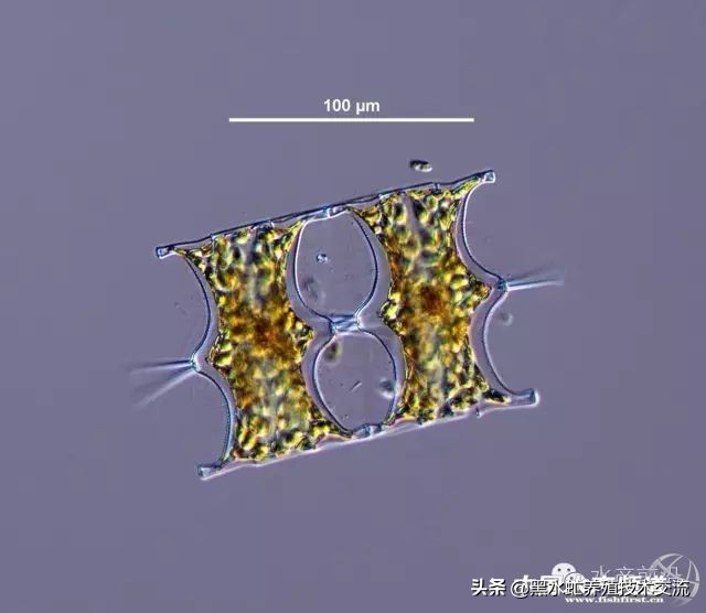 100种水产藻类,水产藻类图谱及名称